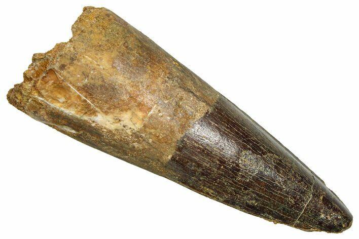 Fossil Spinosaurus Tooth - Feeding Worn Tooth #370702